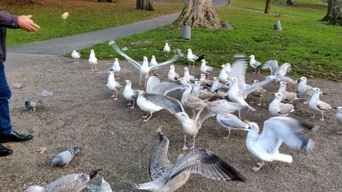Person Feeding Seagulls Bread Stock Footage 99623910