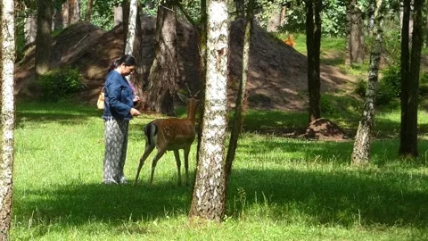 Person feeds deer in a forest park during daytime in summer Stock Footage 337964744
