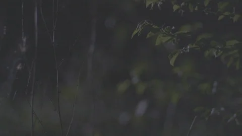 Person with flash light at night flashing bushes Stock Footage 107929162