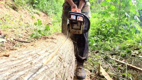 A person of forest worker with Chainsaws cut trees in the forest to build a Stock Footage 336570085