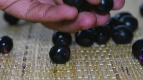 A person gathering all the fallen  Java plum fruits Stable 4k short Video stock 252207217