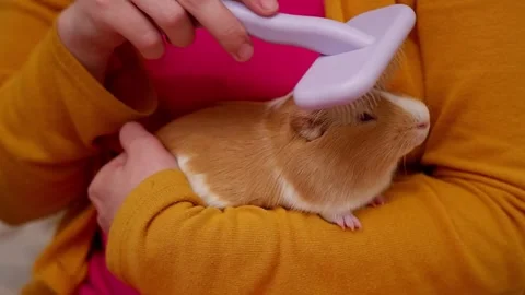 Person gently brushing a cute guinea pig Stock Footage 337032972