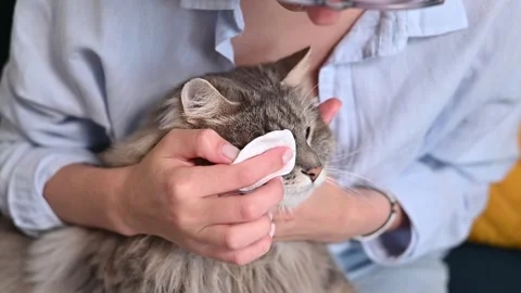 A person gently cleans the face of a gray long-haired cat using a cotton pad 스톡 동영상 337101005