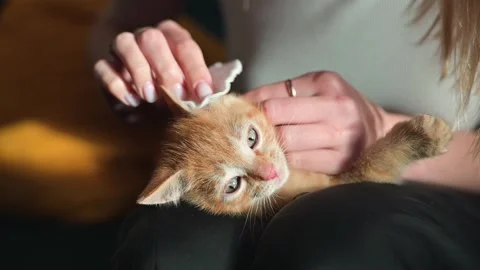 A person gently cleans an orange kitten's ears while sitting in a warm indoor Video stock 344450562