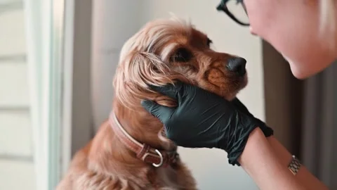 A person gently grooms a dog while wearing gloves, showing love and care in a Stock Footage 338447620
