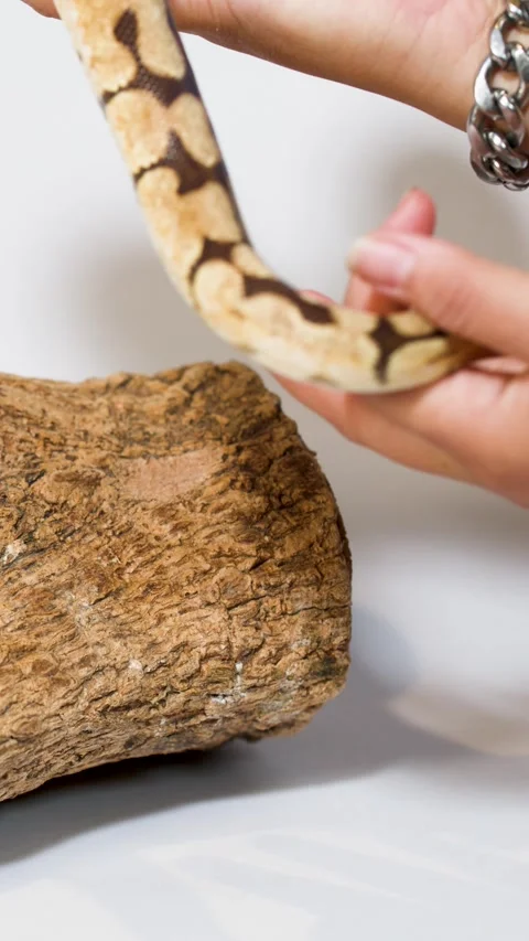 Person Gently Handling Ball Python on Artificial Log Perch 動画素材 324350675