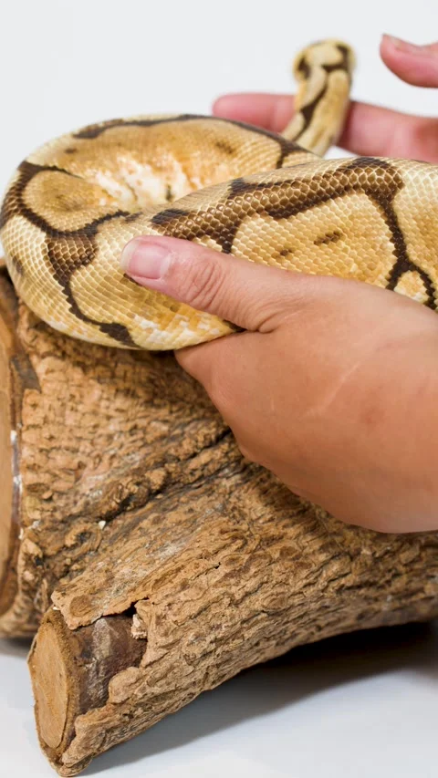 Person Gently Handling Ball Python on Wooden Log Perch Stock Footage 324685634