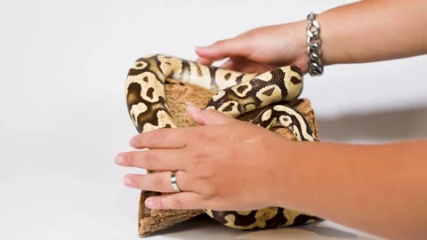 Person Gently Handling Ball Python On Wooden Perch Stock Footage 324889335