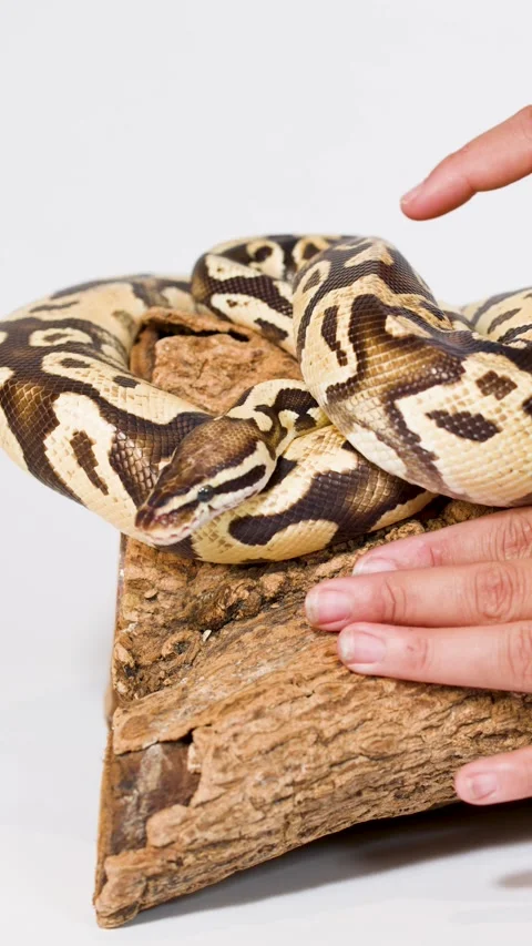 Person Gently Handling Ball Python on Wooden Hide Stock-Footage 325257619