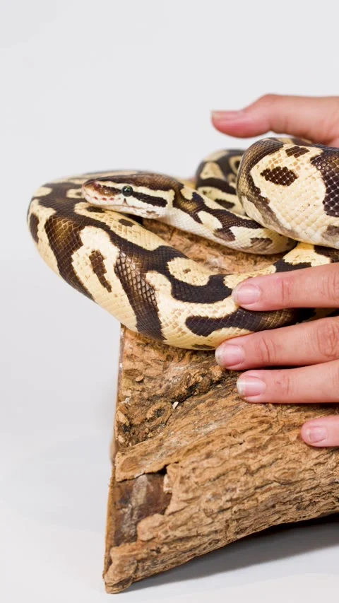 Person Gently Handling Ball Python on Wooden Perch Video stock 326292868