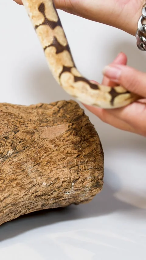Person Gently Handling Ball Python on Wooden Log Prop Stock-Footage 326293142