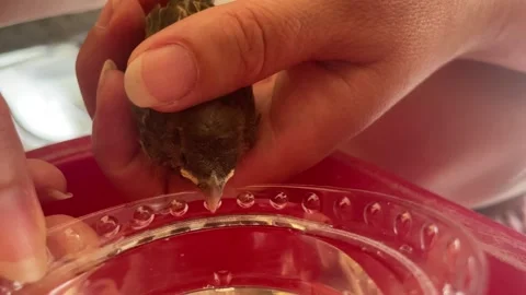 Person gently holding a tiny rescued baby sparrow bird in hands Stock Footage 339552580
