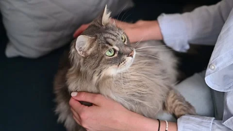 A person gently pets a cat while seated on a couch. The cat appears attentive 库存影片 337101045
