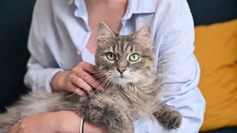 A person gently pets a gray cat while seated on a couch. The interaction Stockbeeldmateriaal 337101052