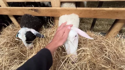 Person Gently Petting Friendly Sheep in Straw Covered Farm Pen Stock Footage 340280438