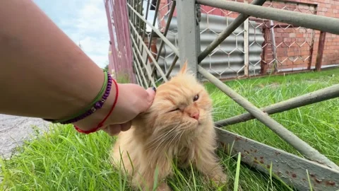 A person gently petting a ginger stray cat outdoors. Stock Footage 346018981