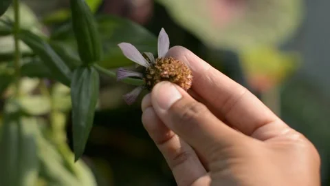Person gently touching the center of a small blooming pink flower Stock-Footage 342500350