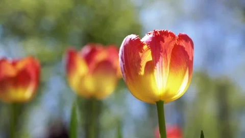 Person Gently Touching Red Fringed Tulip Flower in Spring Garden 库存影片 339071002