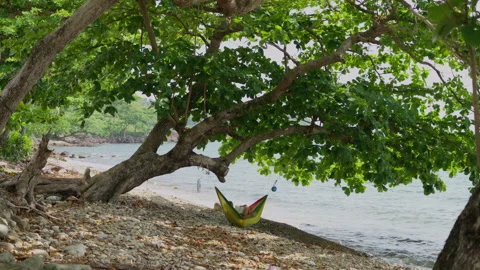 Person in Hammock Under Tree on Tropical Beach, Alternative Angle Stock Footage 337533129