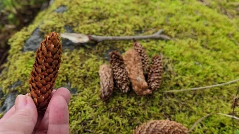 Person hand examining a small pine cone in cloudy forest Stock Footage 344058369
