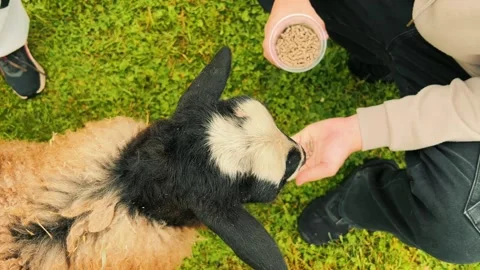 Person Hand Feeding Pellets to Young Lamb Outdoors Stock Footage 341037540