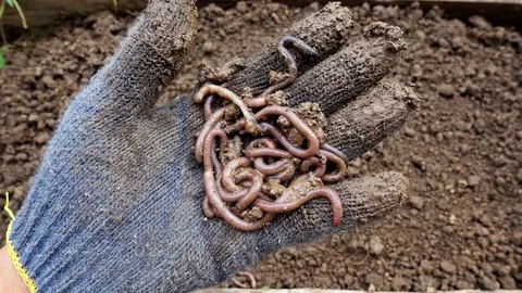 Person hand holding earthworms in outdoor, preparation before planting Stock Footage