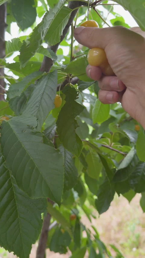 Person hand picking yellow cherries from a tree branch Stock Footage 339049353