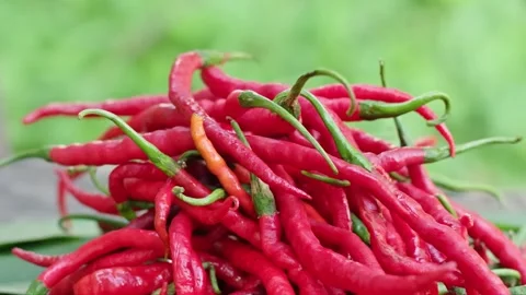 A person hand piling fresh red curly chili peppers with blurred green backg.. Stock Footage 330314558