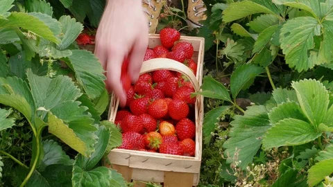 Person hand put down red strawberries to basket in garden Stock Footage 111060444