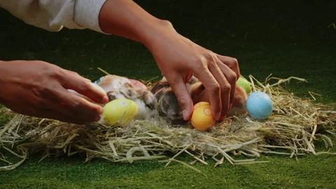 Person hand puts in Easter eggs around a nest Stock Footage 288565329