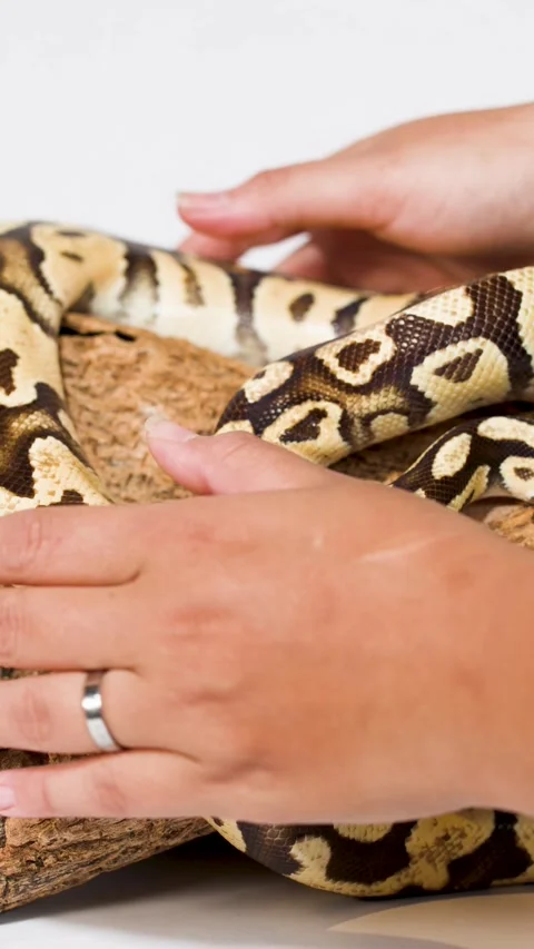 Person Handling Ball Python on Cork Bark in Studio Stock-Footage 326022114