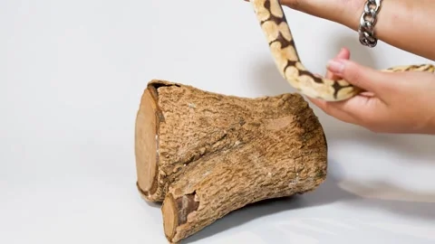 Person Handling Ball Python on Log in Studio Stock-Footage 325298919