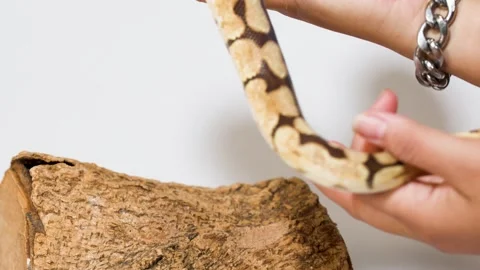 Person Handling Ball Python Pet Over Wooden Log Stock Footage 324889309
