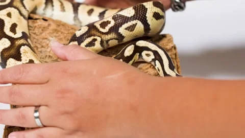 Person Handling Ball Python Snake on Wooden Log 스톡 동영상 325178370