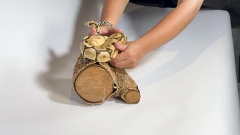Person Handling a Coiled Ball Python on a Wooden Log Stock-Footage 327258844