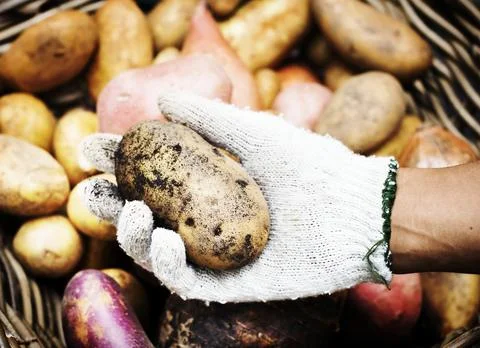 A person handling potatoes Photos