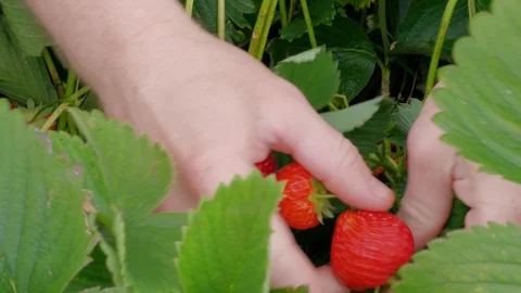 Person hands picking up red strawberries in garden, summer Stock Footage 111184149