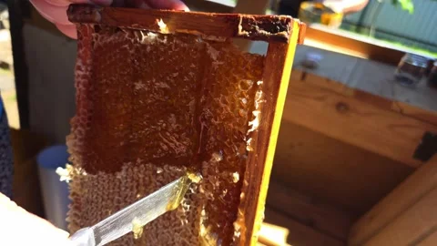 Person hands uncapping honeycomb frame with knife, harvesting natural golden Stock Footage 344846746