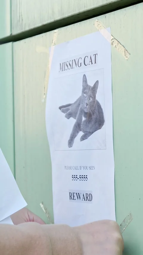 Person hanging missing cat flyer offering reward for lost pet, close up view of 库存影片 342908479