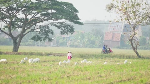 Person Herding Goats Through a Rice Field Stock Footage 346014962