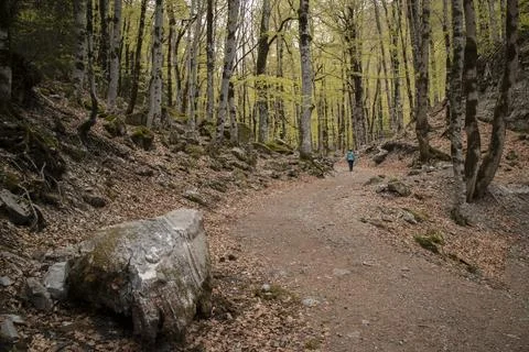 Person hiking forest path with fall leaves Stock Photos