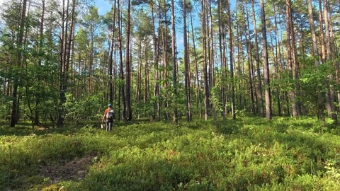Person hiking through pine forest with backpack in daylight Stockbeeldmateriaal 342047717
