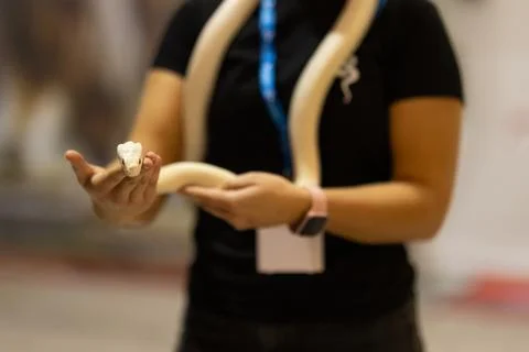 Person holding albino ball python looking forward 写真素材