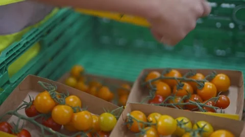 A person is holding a box of tomatoes Stock Footage 297840916