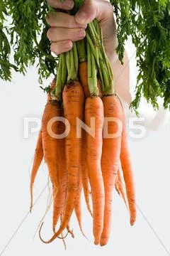 Person Holding A Bunch Of Carrots