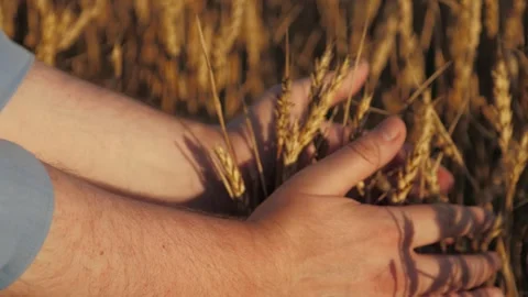 Person holding bunch wheat hands. wheat brown dry. person standing field, Tablet Stock Footage 294670949