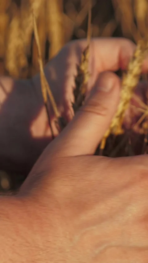 Person holding bunch wheat hands. wheat brown dry. person standing field, Tablet Stock Footage 296707113