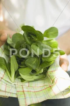 Person holding corn salad on tea towel Stock Photos