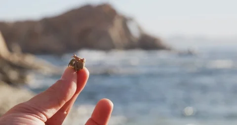 Person holding crab at beach Stock Footage