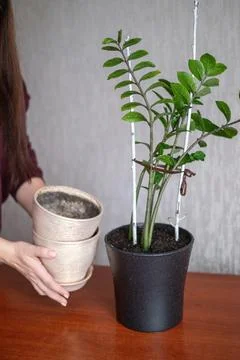 Person holding empty ceramic pots beside a green potted plant, gardening ac.. Stock Photos